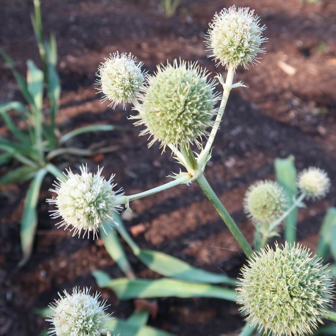 Close-up view of the plant Rattlesnake Master.