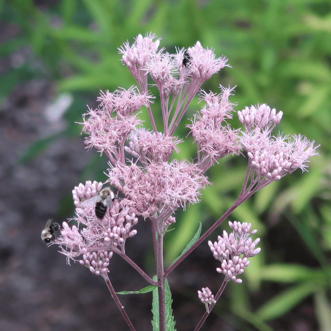 Pink flower with bees