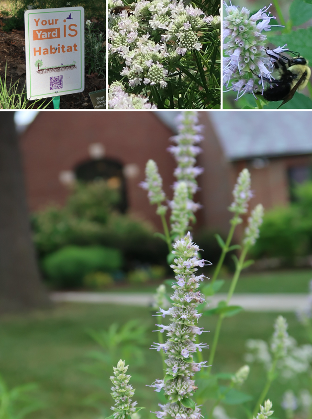 Native flowers from the Wright Library Book Drop Garden and sign "Your Yard is Habitat"