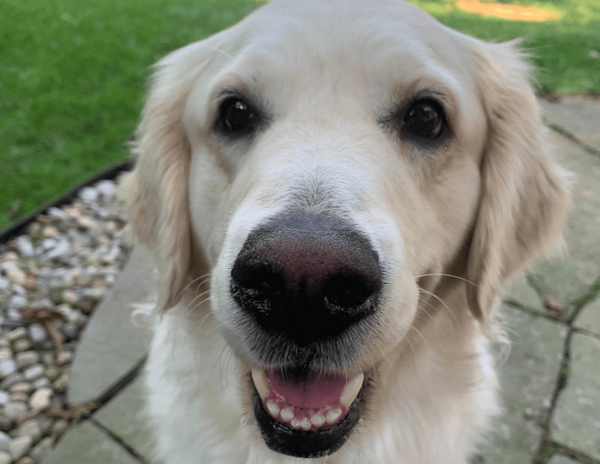 Amoreena the therapy dog