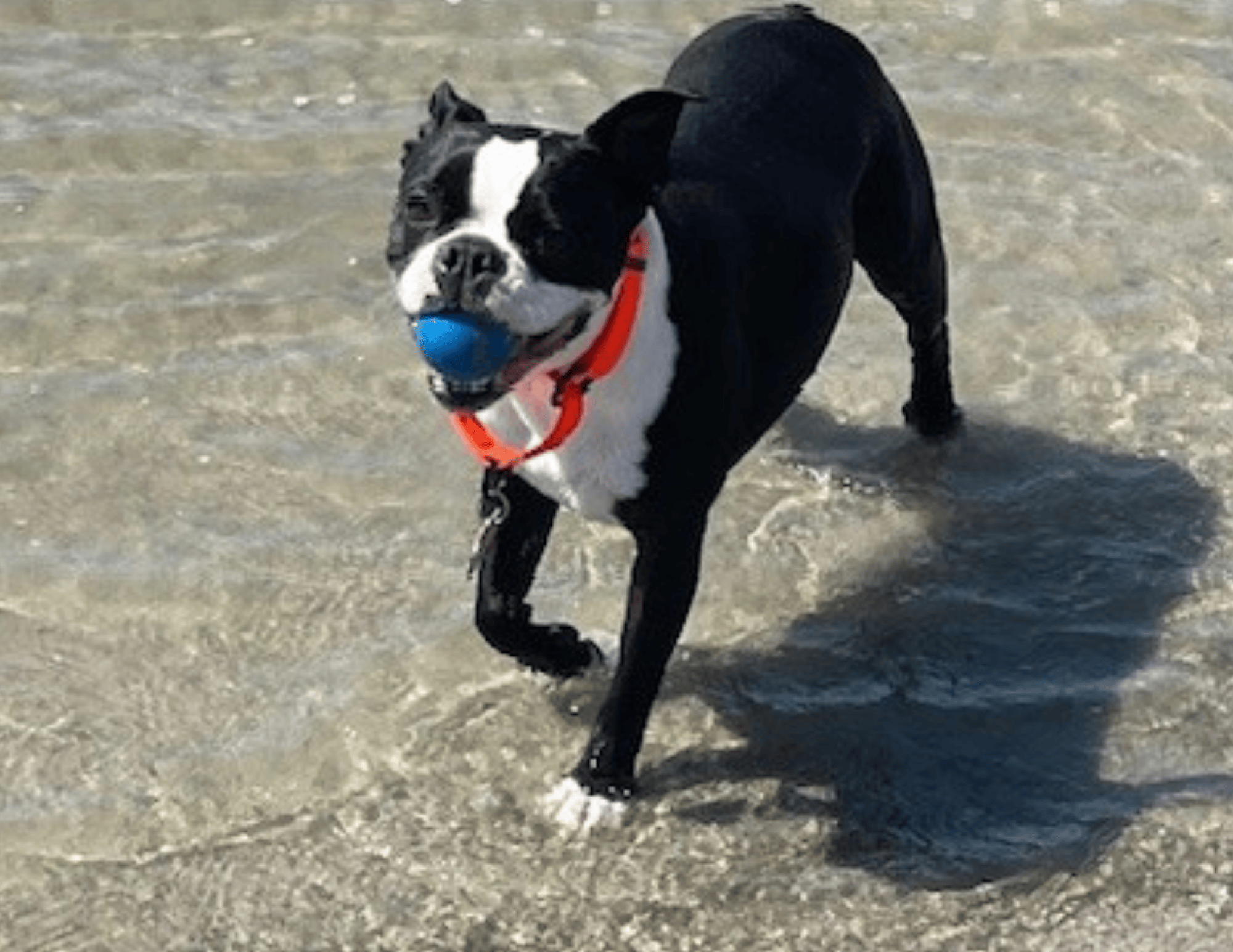 Winston Churchill the therapy dog