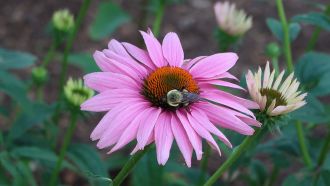 Purple coneflower with bee pollinator.