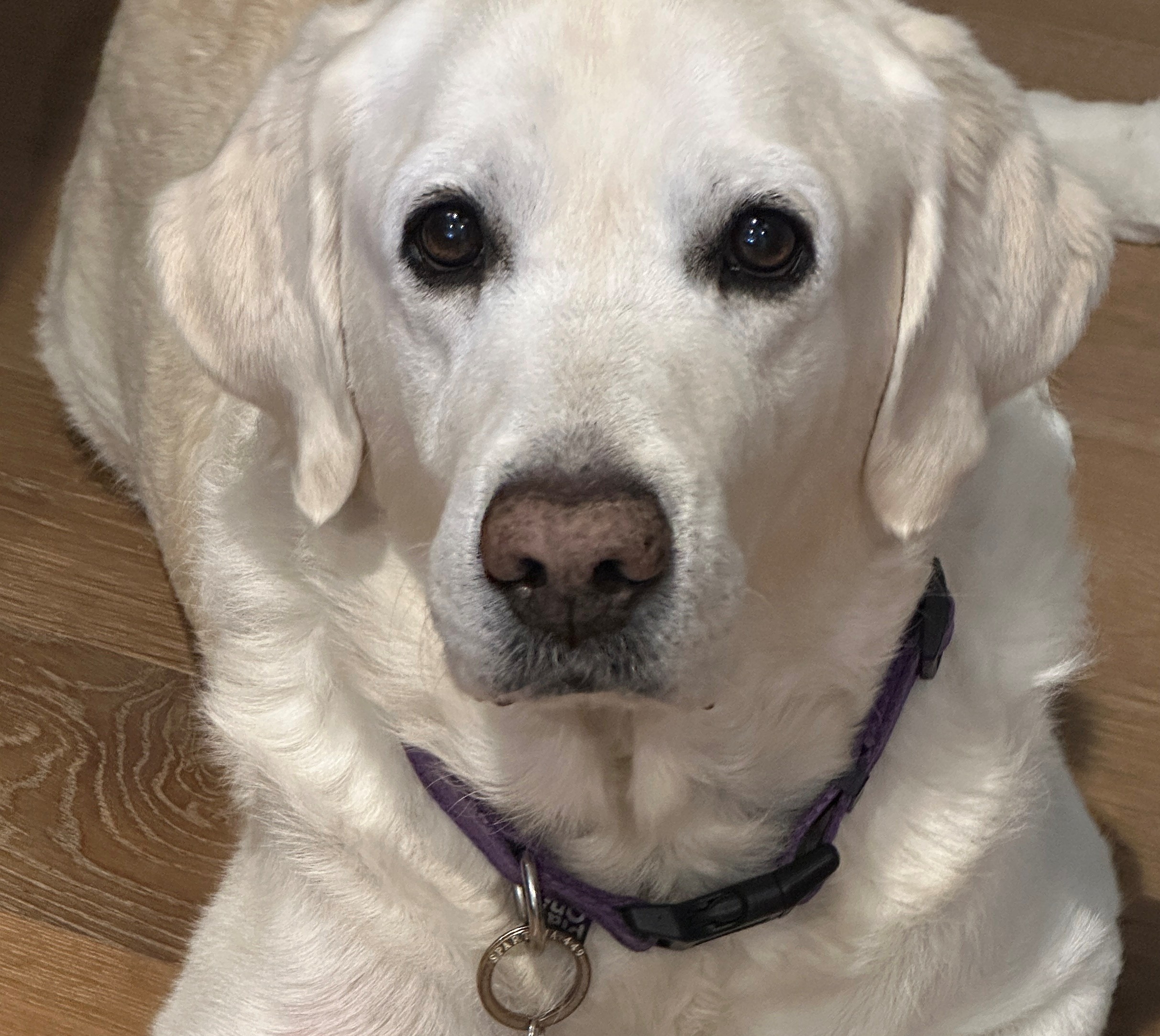 Elroy the therapy dog